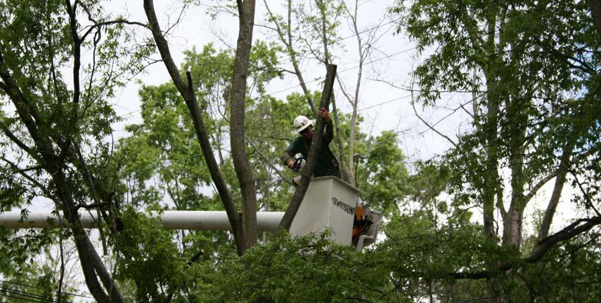 Stump Grinding Toorak Gardens, Tree Removal Vale Park, Stump Removal Gippsland, Tree Shaping Hectorville