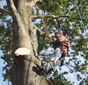 Stump Grinding Vale Park, Tree Pruning Gippsland, Tree Removal Hectorville 