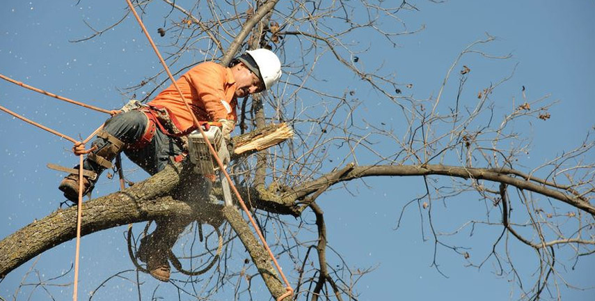 Stump Removal Newton, Tree Trimming Toorak Gardens, Stump Grinding Vale Park
